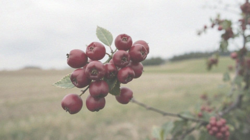 Jakie są charakterystyczne cechy głogu jadalnego?