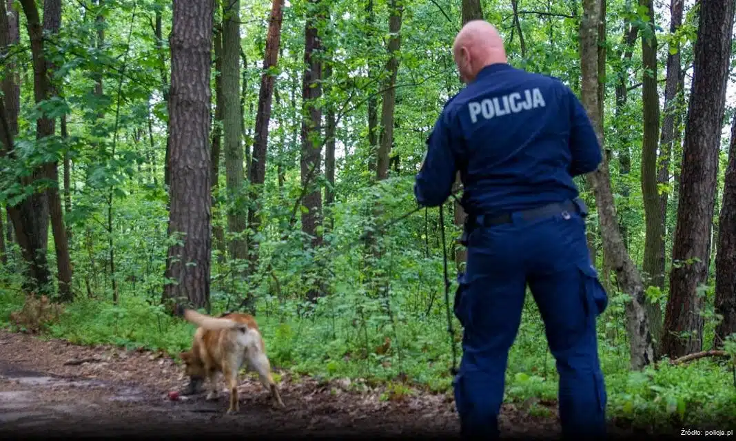 Kolejne potrącenie pieszego w Zabrzu